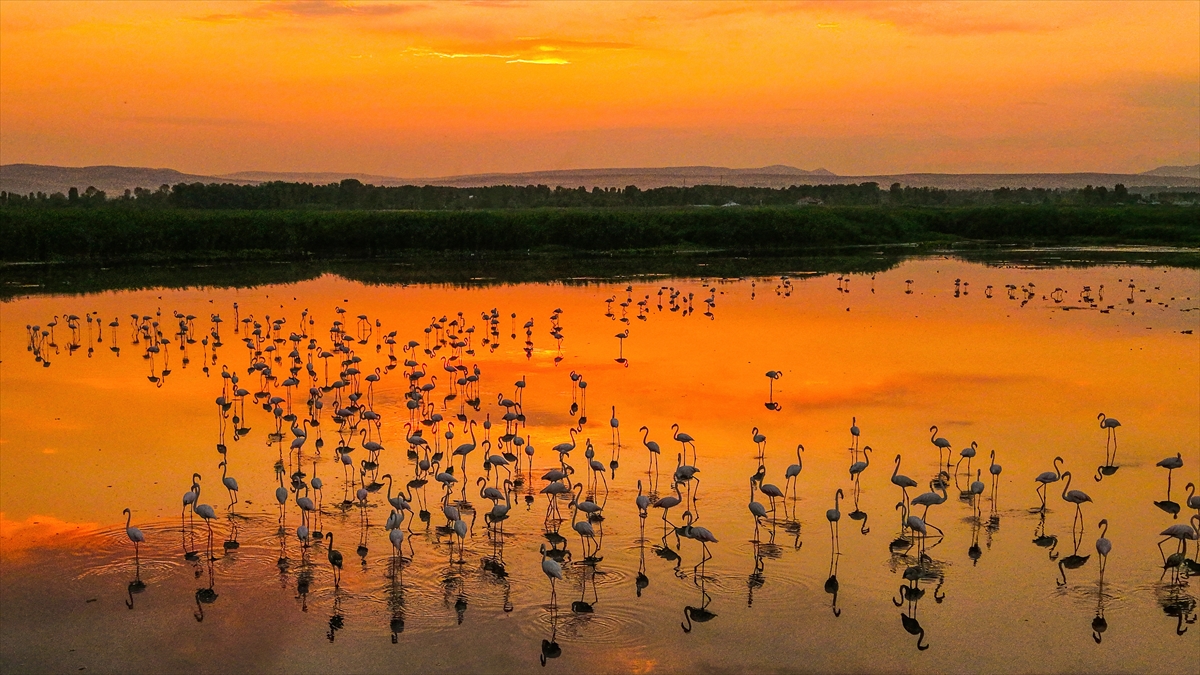 A A 20250805 38752411 38752405 V A N G O L U H A V Z A S I N D A K O N A K L A Y A N F L A M I N G O L A R G U N B A T I M I Y L A G U Z E L G O R U N T U L E R O L U S T U R D U