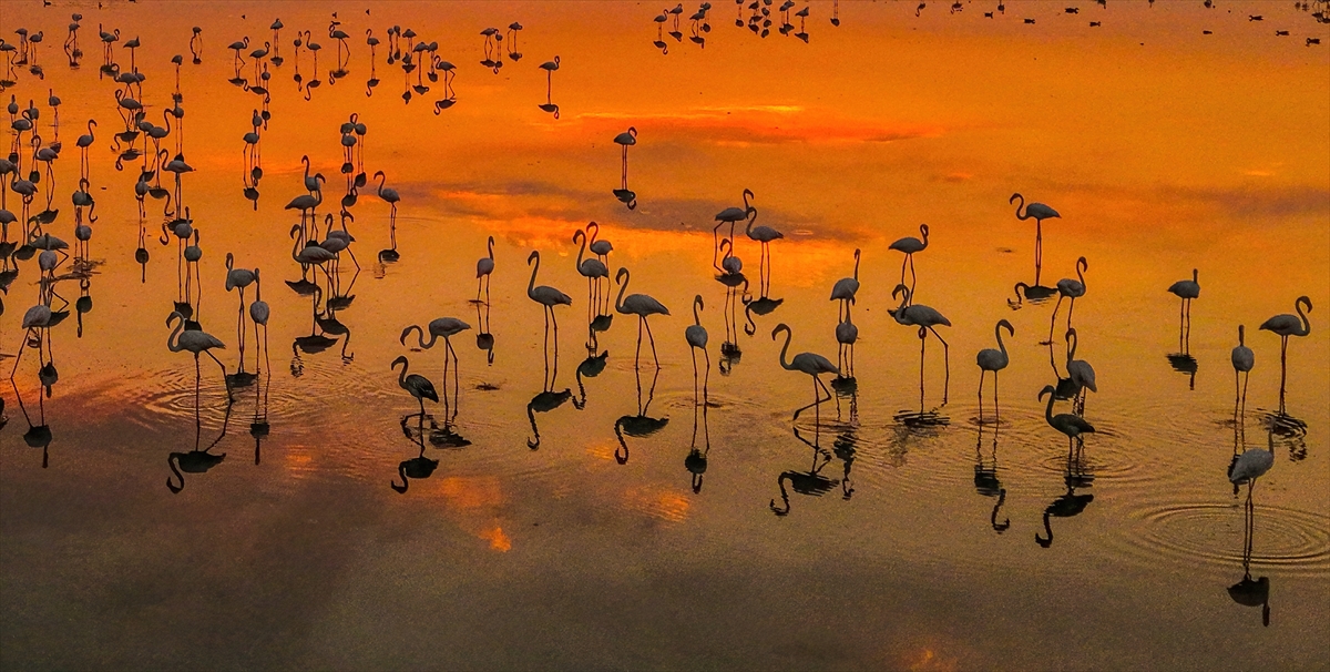 A A 20250805 38752411 38752406 V A N G O L U H A V Z A S I N D A K O N A K L A Y A N F L A M I N G O L A R G U N B A T I M I Y L A G U Z E L G O R U N T U L E R O L U S T U R D U