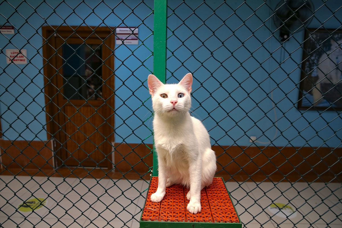 A A 20250807 38764784 38764741 V A N K E D I L E R I N E K L I M A L I V E H A V U Z L U O D A K O N F O R U