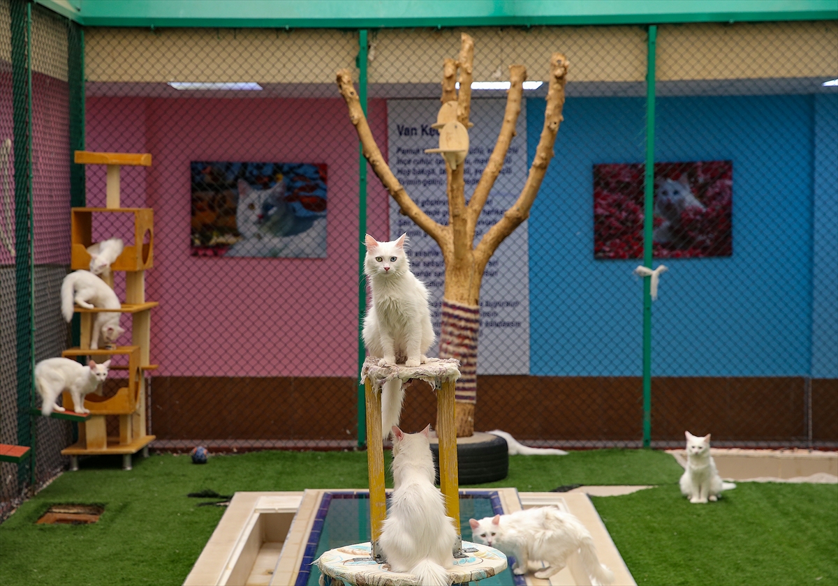 A A 20250807 38764784 38764748 V A N K E D I L E R I N E K L I M A L I V E H A V U Z L U O D A K O N F O R U