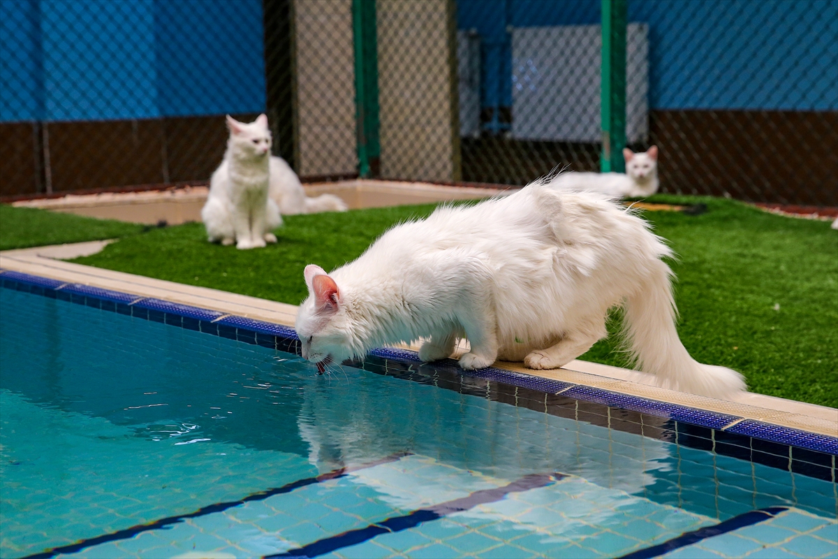 A A 20250807 38764784 38764749 V A N K E D I L E R I N E K L I M A L I V E H A V U Z L U O D A K O N F O R U