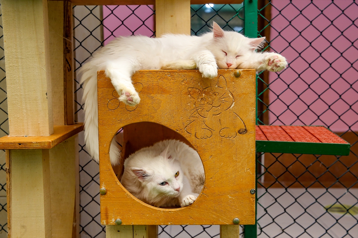 A A 20250807 38764784 38764757 V A N K E D I L E R I N E K L I M A L I V E H A V U Z L U O D A K O N F O R U