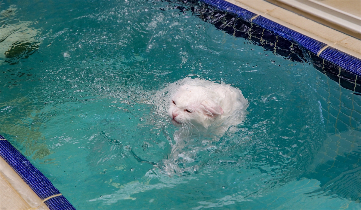 A A 20250807 38764784 38764760 V A N K E D I L E R I N E K L I M A L I V E H A V U Z L U O D A K O N F O R U