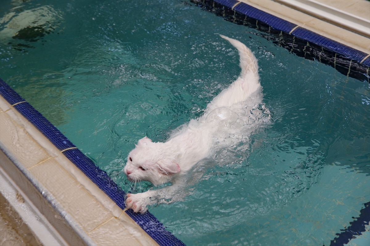 A A 20250807 38764784 38764761 V A N K E D I L E R I N E K L I M A L I V E H A V U Z L U O D A K O N F O R U