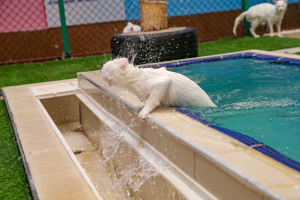 A A 20250807 38764784 38764764 V A N K E D I L E R I N E K L I M A L I V E H A V U Z L U O D A K O N F O R U