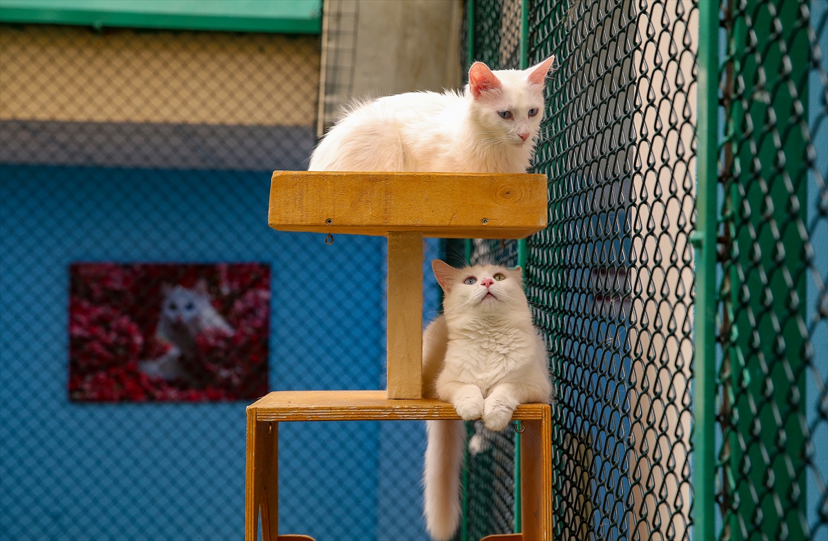 A A 20250807 38764784 38764780 V A N K E D I L E R I N E K L I M A L I V E H A V U Z L U O D A K O N F O R U