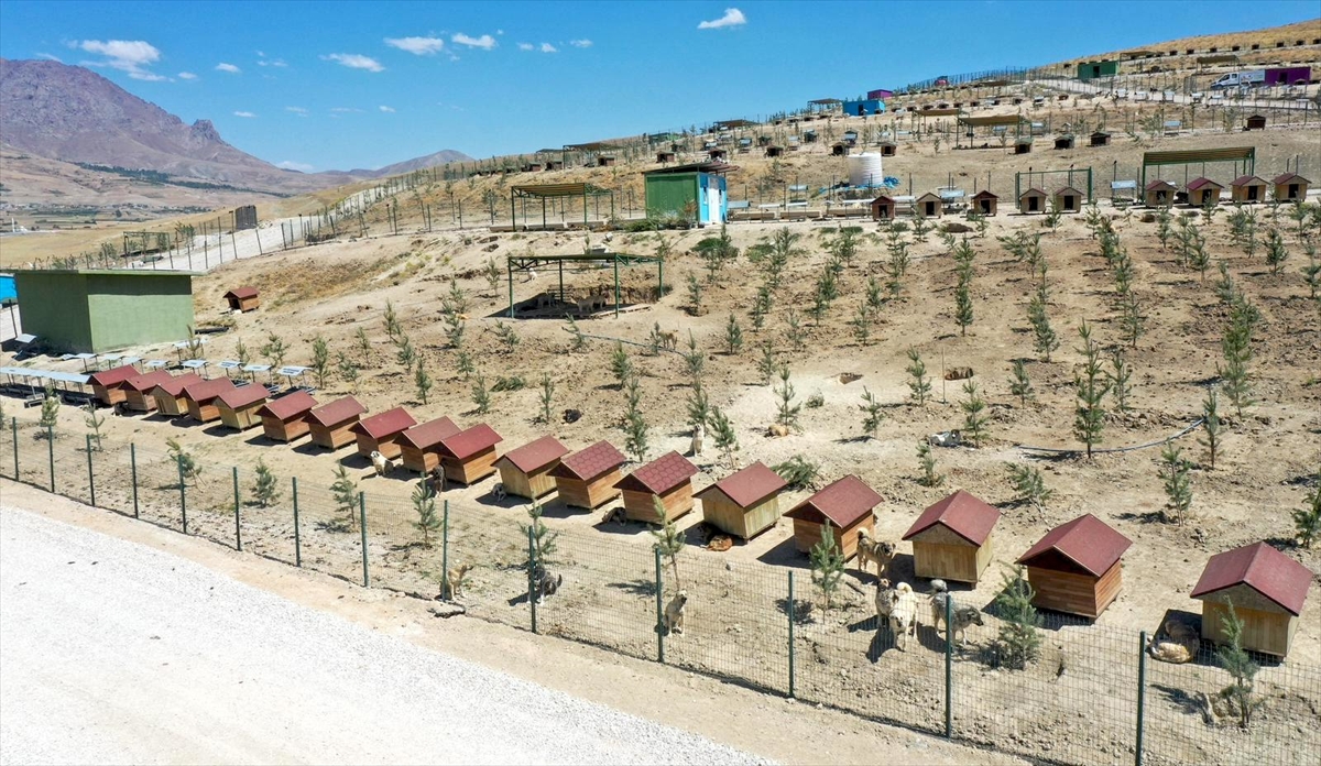 A A 20250807 38765022 38765013 S A H I P S I Z K O P E K L E R I N B A R I N D I R I L D I G I D O G A L Y A S A M A L A N I 2 B I N F I D A N L A Y E S I L L E N D I R I L D I