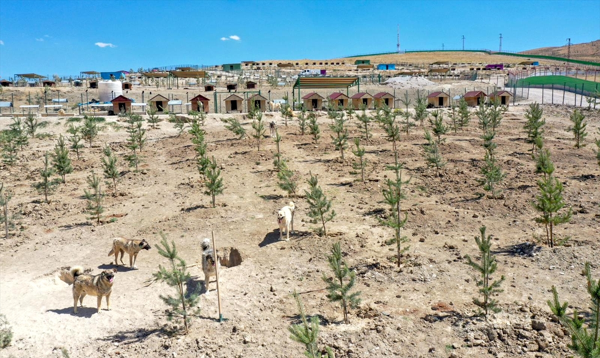 A A 20250807 38765022 38765015 S A H I P S I Z K O P E K L E R I N B A R I N D I R I L D I G I D O G A L Y A S A M A L A N I 2 B I N F I D A N L A Y E S I L L E N D I R I L D I