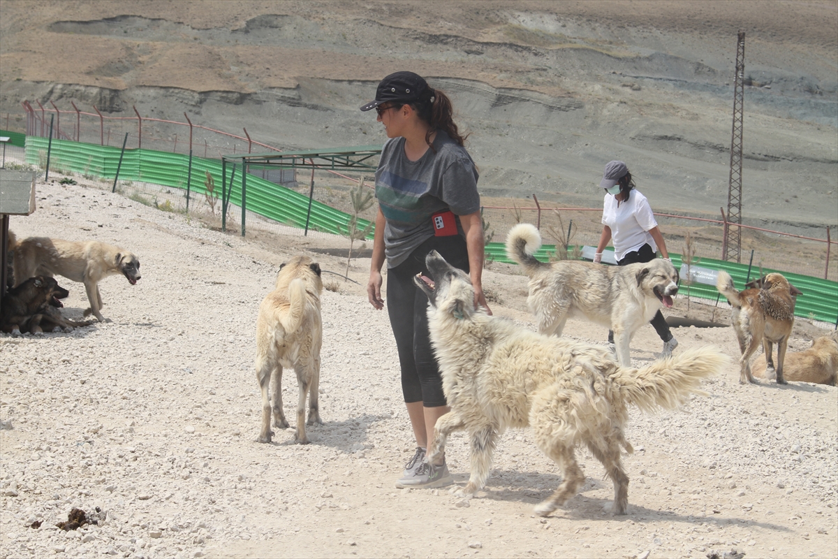 A A 20250807 38765022 38765016 S A H I P S I Z K O P E K L E R I N B A R I N D I R I L D I G I D O G A L Y A S A M A L A N I 2 B I N F I D A N L A Y E S I L L E N D I R I L D I