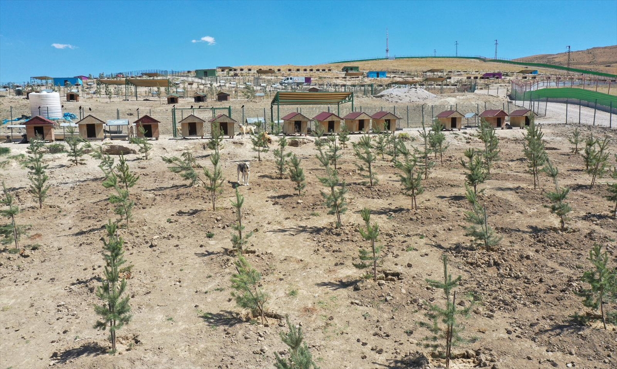 A A 20250807 38765022 38765018 S A H I P S I Z K O P E K L E R I N B A R I N D I R I L D I G I D O G A L Y A S A M A L A N I 2 B I N F I D A N L A Y E S I L L E N D I R I L D I