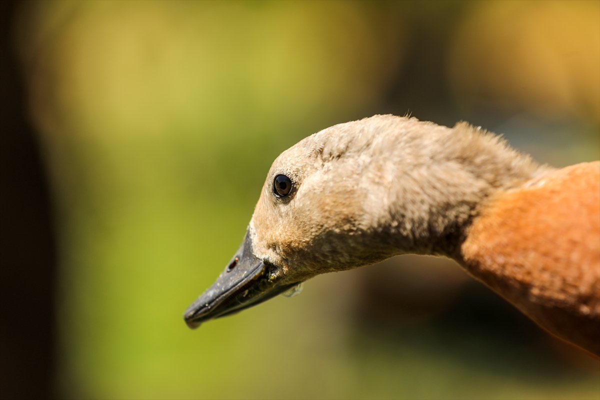 A A 20250820 38876324 38876322 O Z E L G E R E K S I N I M L I F U R K A N I N B I T K I N H A L D E B U L D U G U A N G U T K U S U T E D A V I A L T I N A A L I N D I