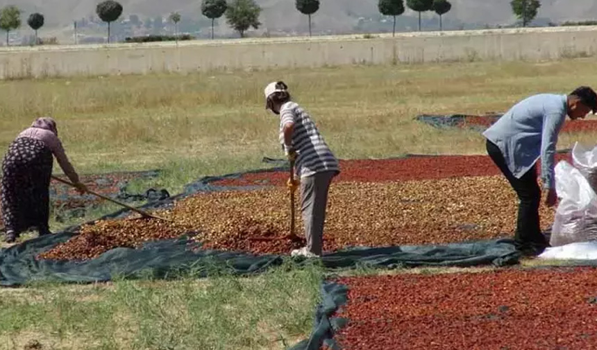 Ekşi Elma Mesaisi.jpg4