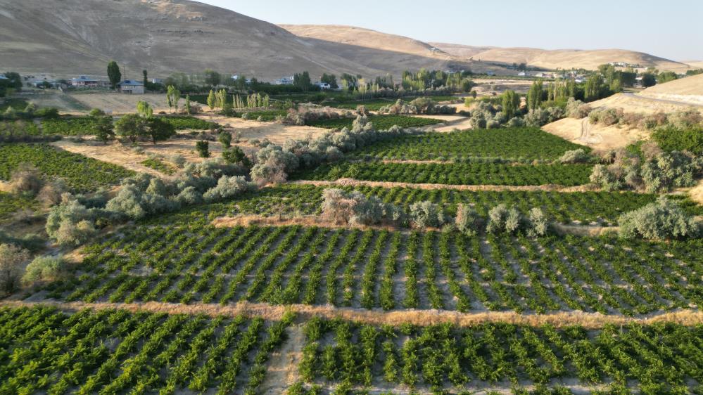 Ercis Uzumu Bag Bozumu 2