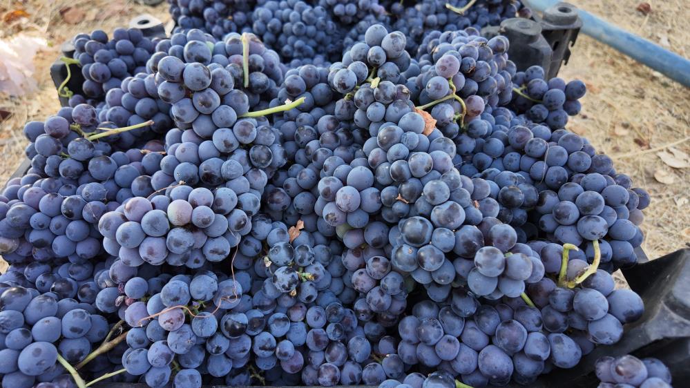 Ercis Uzumu Bag Bozumu 3