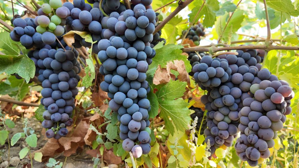 Ercis Uzumu Bag Bozumu 4