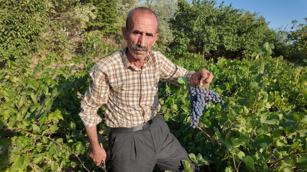 Ercis Uzumu Bag Bozumu 5