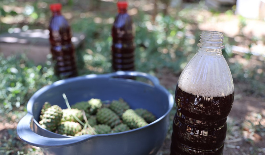 Kozalak Şurubu.jpg8