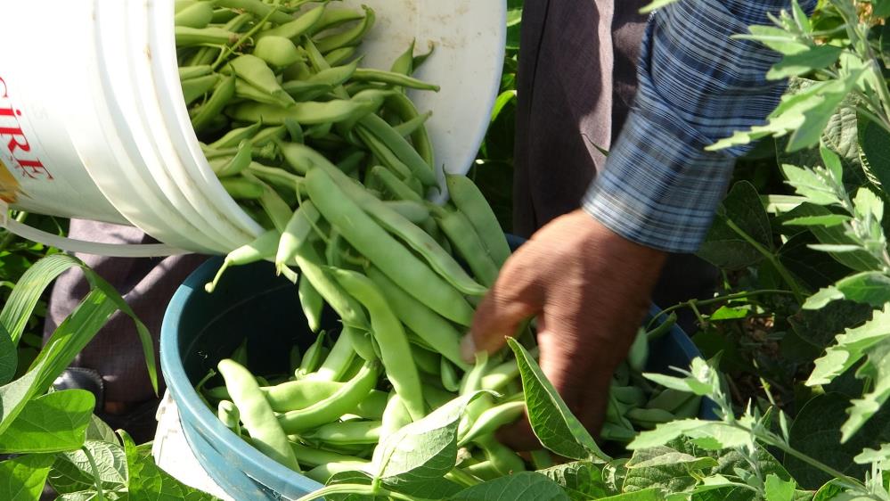 Vanlikadinlarinzorlumesaisi3