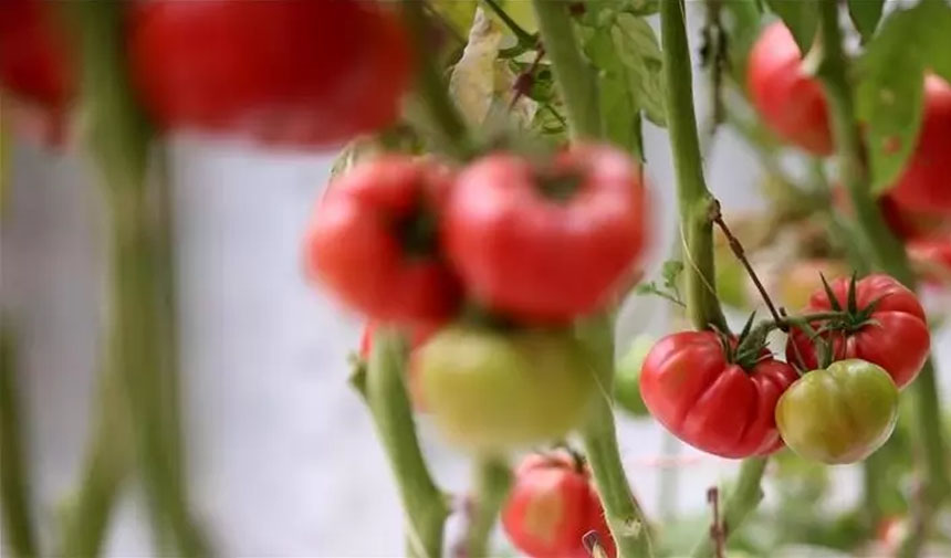 W D A F E S G R D H T F G J Y H J K-1