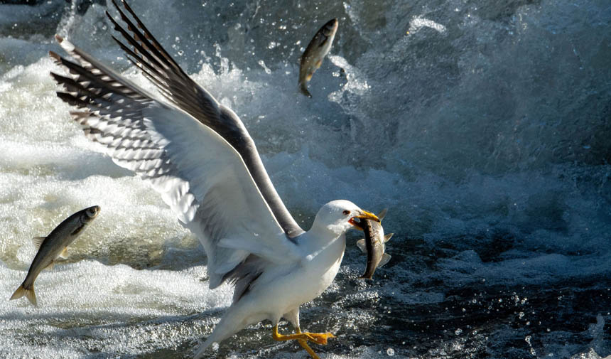 W F S E G D R H F T J G Y H U K I J O K