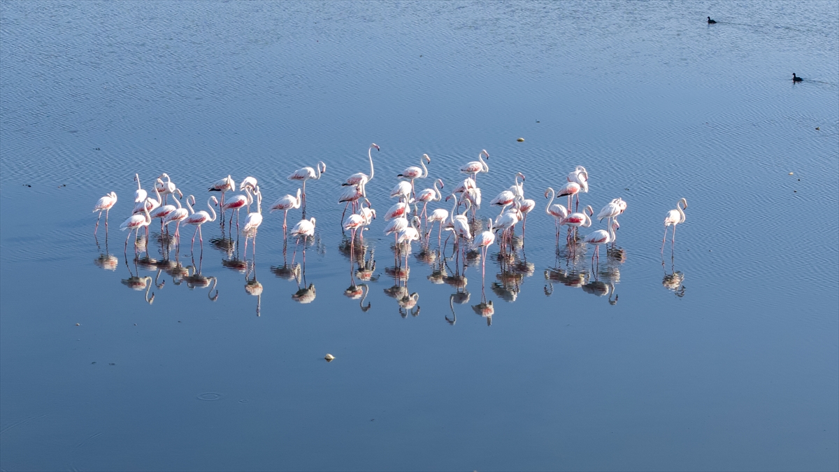 A A 20250911 39081994 39081978 K U R A K L I K V A N G O L U K I Y I L A R I N D A K I F L A M I N G O L A R I N Y A S A M A L A N L A R I N I D A R A L T T I