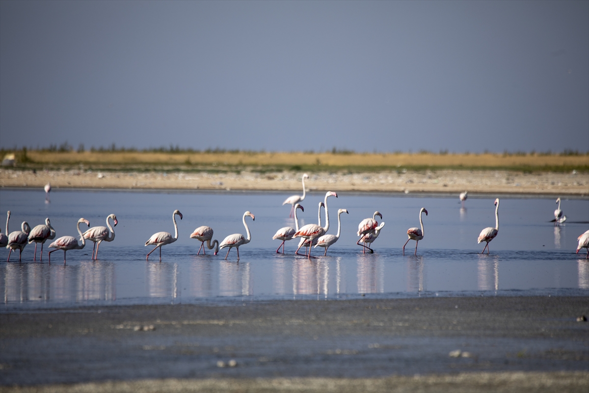 A A 20250911 39081994 39081980 K U R A K L I K V A N G O L U K I Y I L A R I N D A K I F L A M I N G O L A R I N Y A S A M A L A N L A R I N I D A R A L T T I