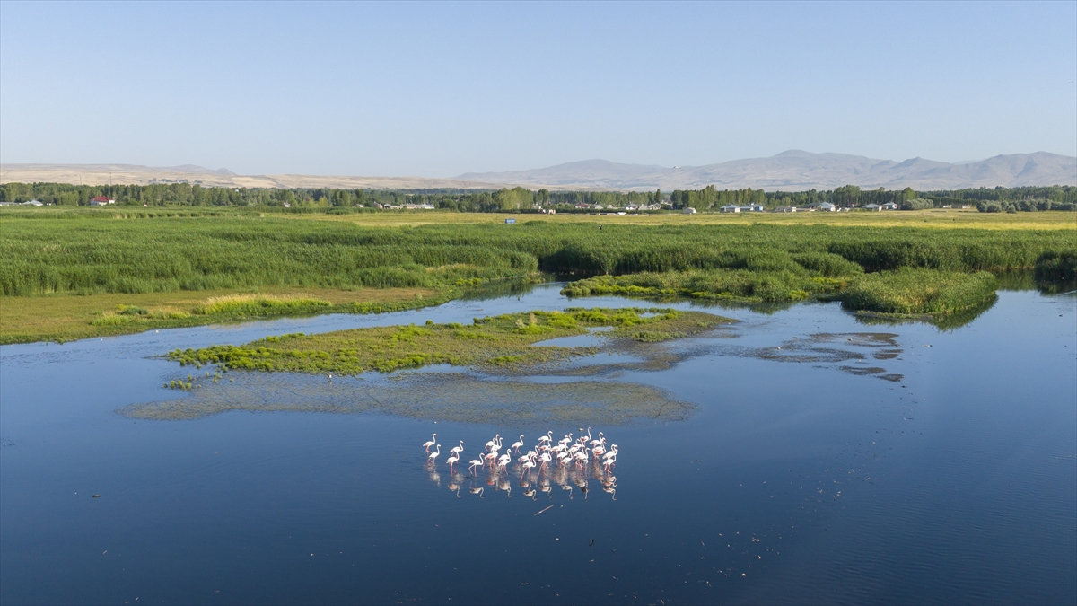 A A 20250911 39081994 39081984 K U R A K L I K V A N G O L U K I Y I L A R I N D A K I F L A M I N G O L A R I N Y A S A M A L A N L A R I N I D A R A L T T I