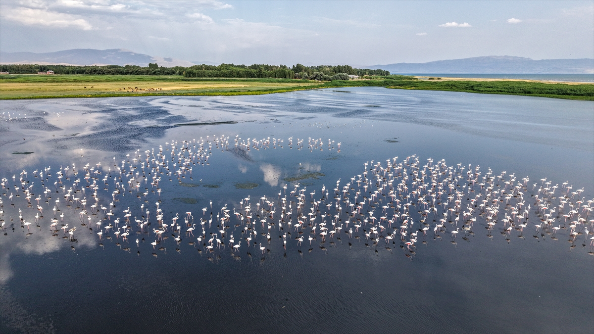 A A 20250911 39081994 39081990 K U R A K L I K V A N G O L U K I Y I L A R I N D A K I F L A M I N G O L A R I N Y A S A M A L A N L A R I N I D A R A L T T I