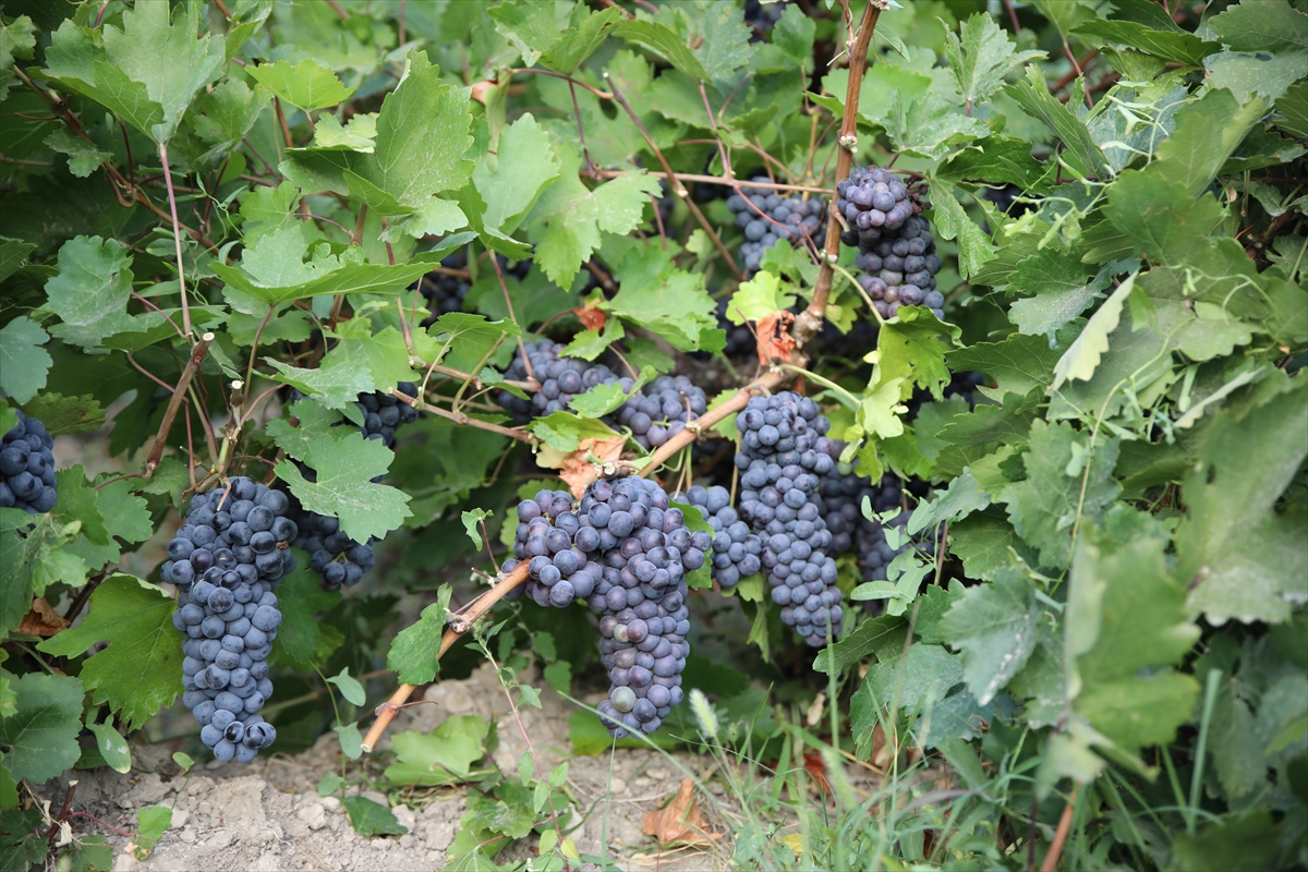 A A 20250923 39198732 39198731 V A N I N T E S C I L L I U Z U M U N D E H A S A T M E S A I S I B A S L A D I