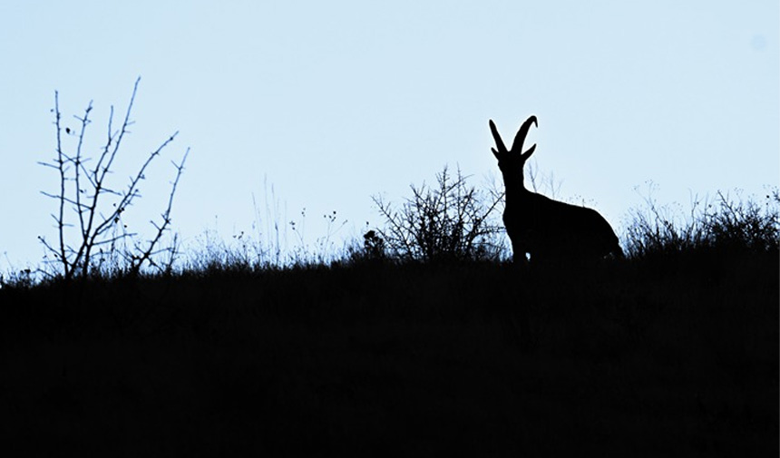 Dağ Keçileri.jpg1-1