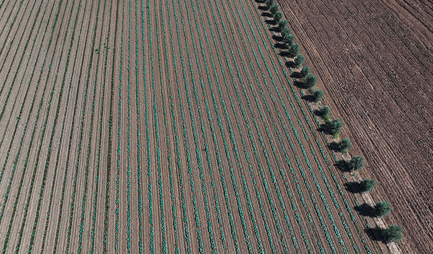 Kışlık Sebze.jpg3