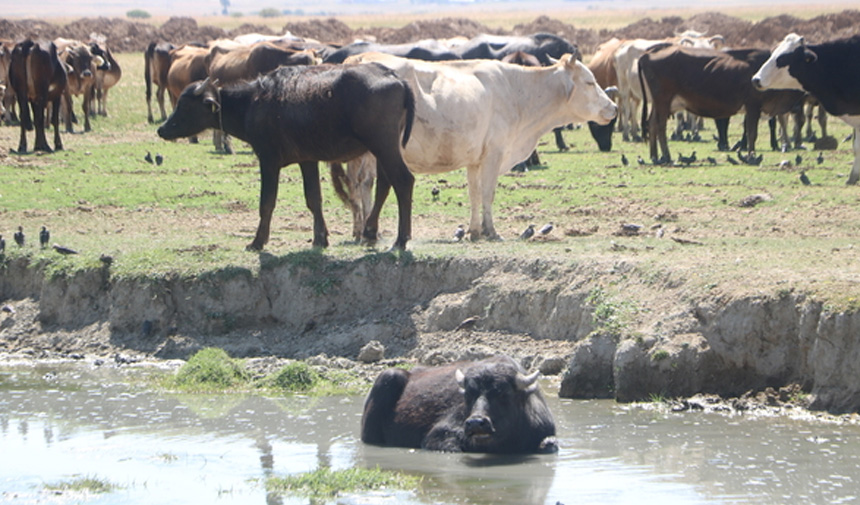Manda Yetiştiriciliği.jpg3