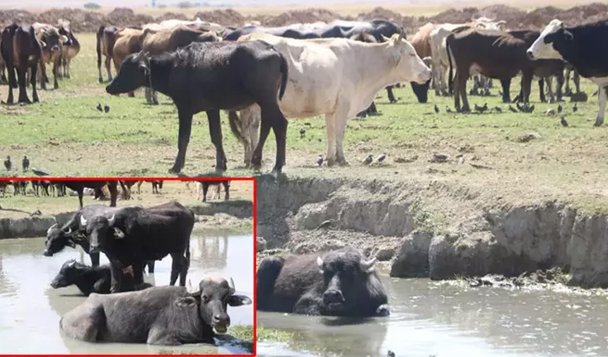 Manda Yetiştiriciliği.jpg7