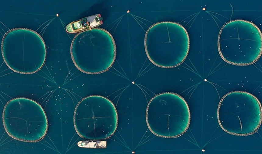 Sektör Biloncaları