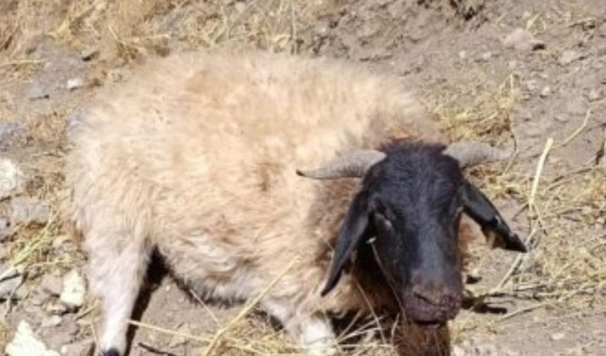 W A F E S G D R H F T G J H J K L