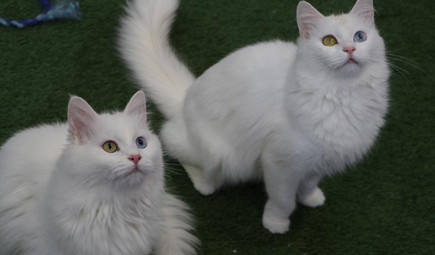 W S E F G D R H T F J G Y H K U J K L