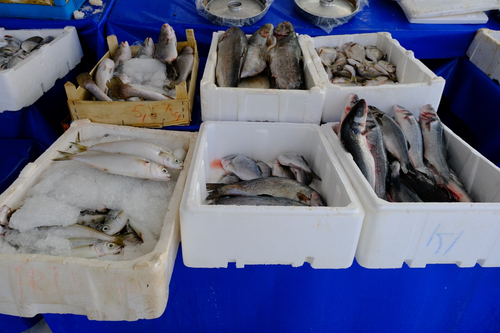 Whatsapp Image 2025 09 12 At 15.35.27 (3)