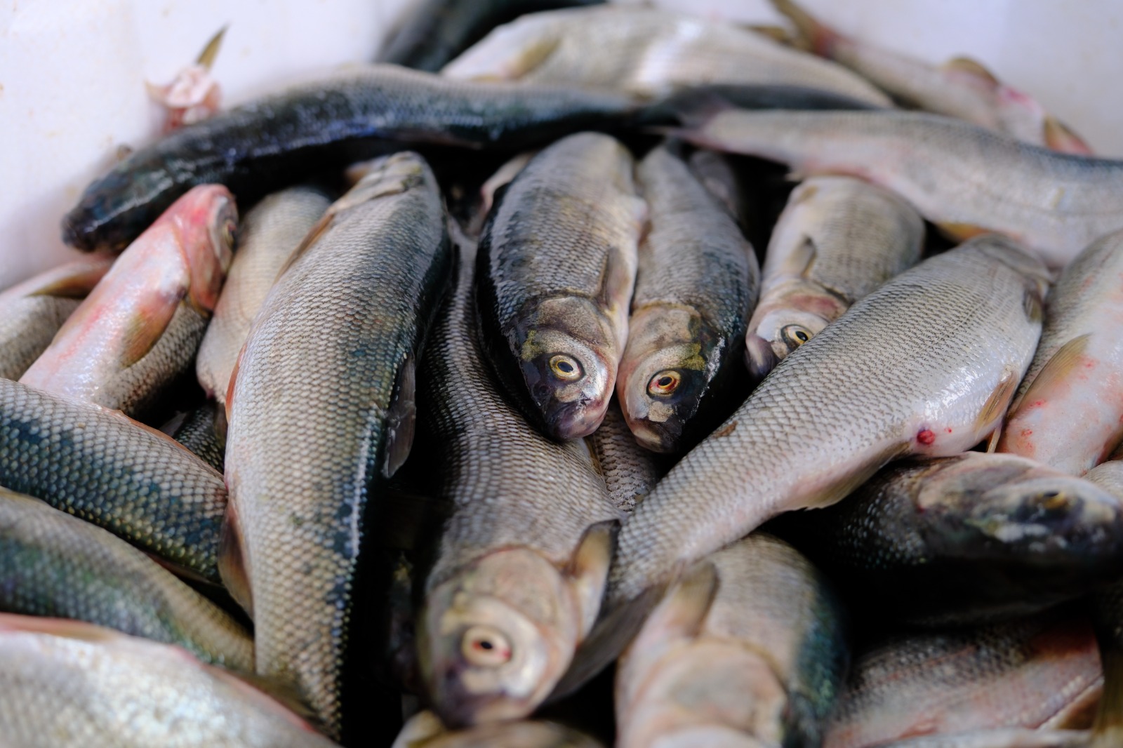 Whatsapp Image 2025 09 12 At 15.35.27 (5)