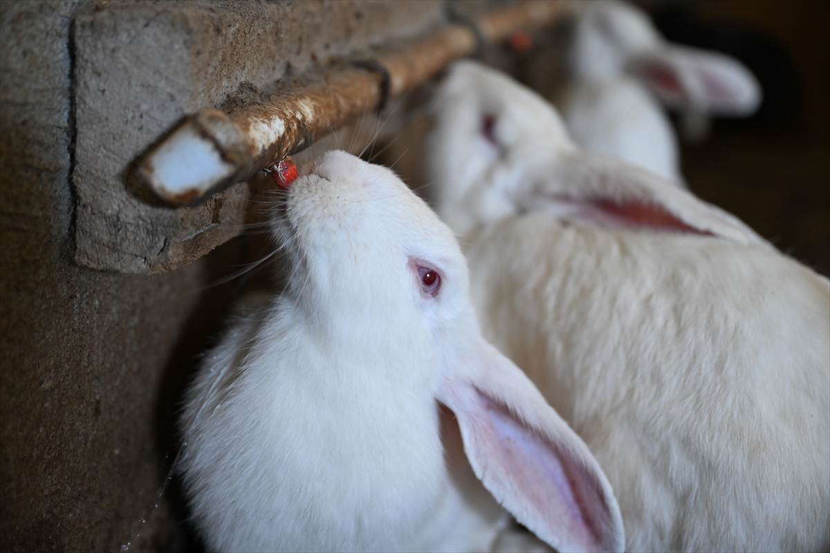 A A 20251003 39298007 39298004 V A N L I G E N C K U R D U G U C I F T L I K T E Y E N I Z E L A N D A I R K I E T L I K T A V S A N Y E T I S T I R I Y O R