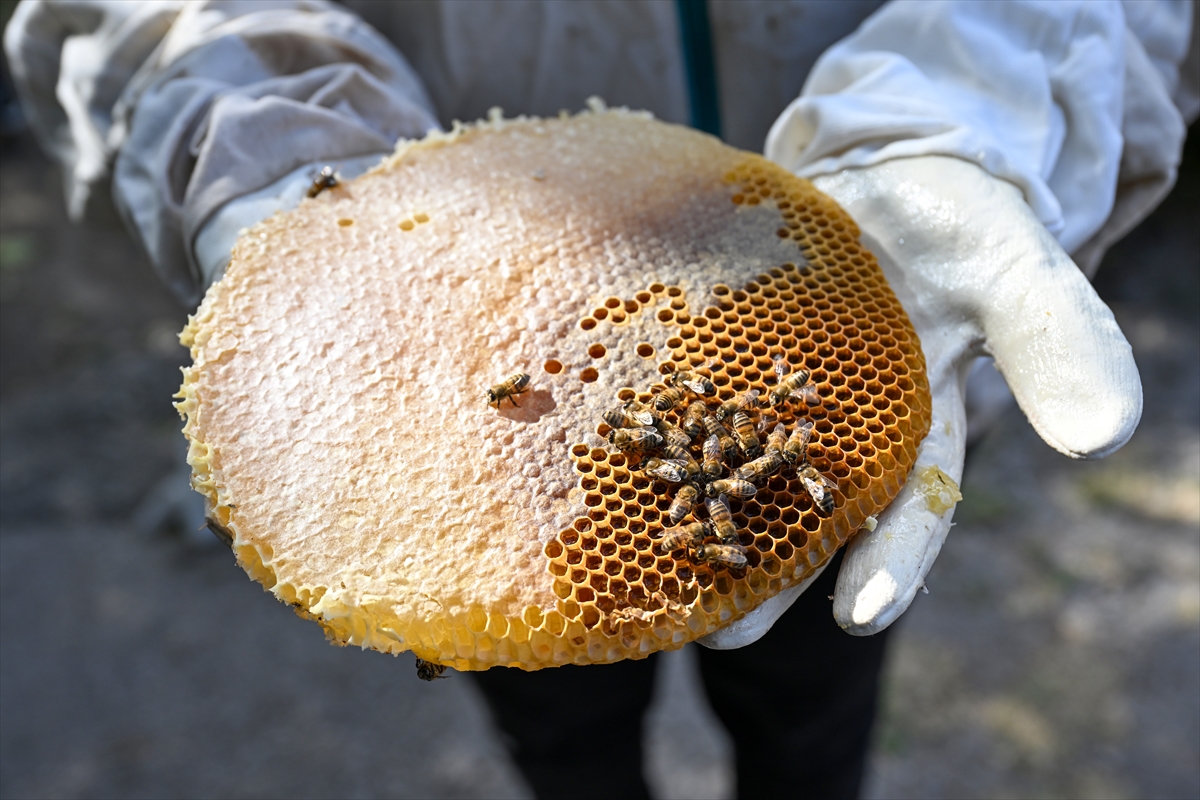 A A 20251011 39377142 39377140 V A N A G E L E N 50 K I S I L I K T U R I S T K A F I L E S I B A L H A S A D I Y A P T I