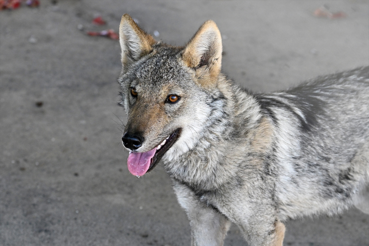 A A 20251017 39437488 39437480 V A N D A B I R E V D E A L I K O N U L A N K U R T K O R U M A A L T I N D A