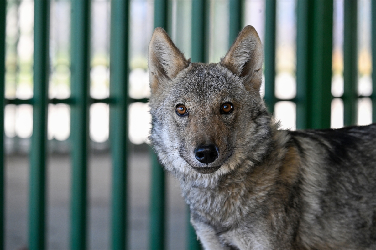 A A 20251017 39437488 39437484 V A N D A B I R E V D E A L I K O N U L A N K U R T K O R U M A A L T I N D A