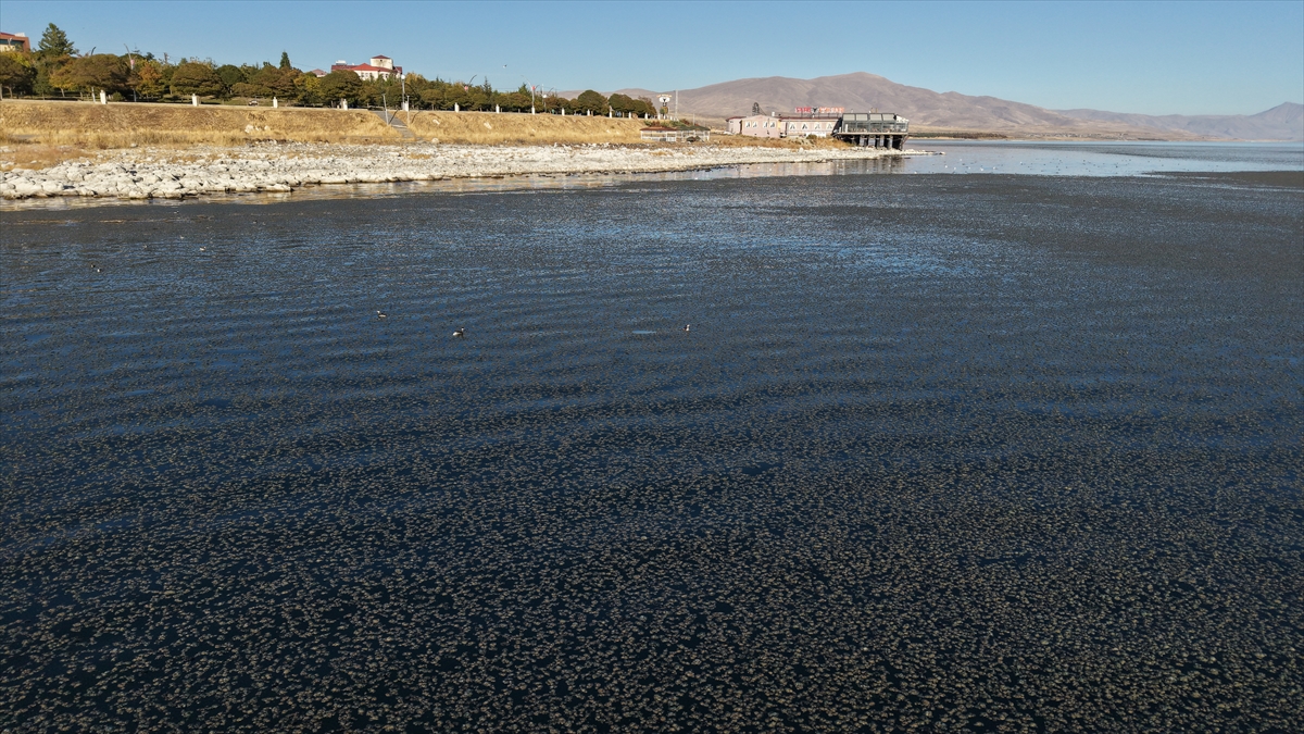 A A 20251022 39484339 39484334 V A N G O L U N D E K I Y I Y A Y A K I N B A Z I N O K T A L A R D A Y O S U N T A B A K A S I O L U S T U