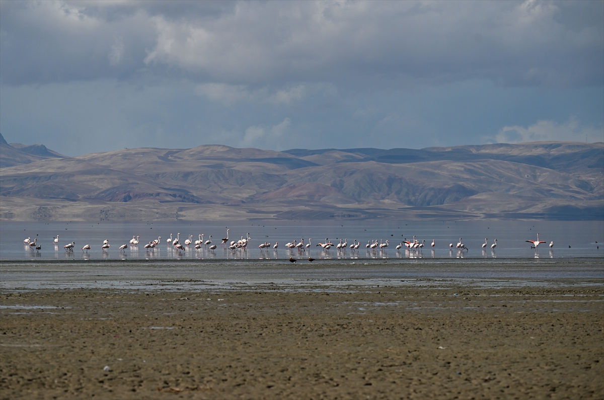 A A 20251024 39505405 39505396 V A N D A K I E R C E K G O L U 30 Y I L D A 6 K I L O M E T R E K A R E A L A N K A Y B E T T I