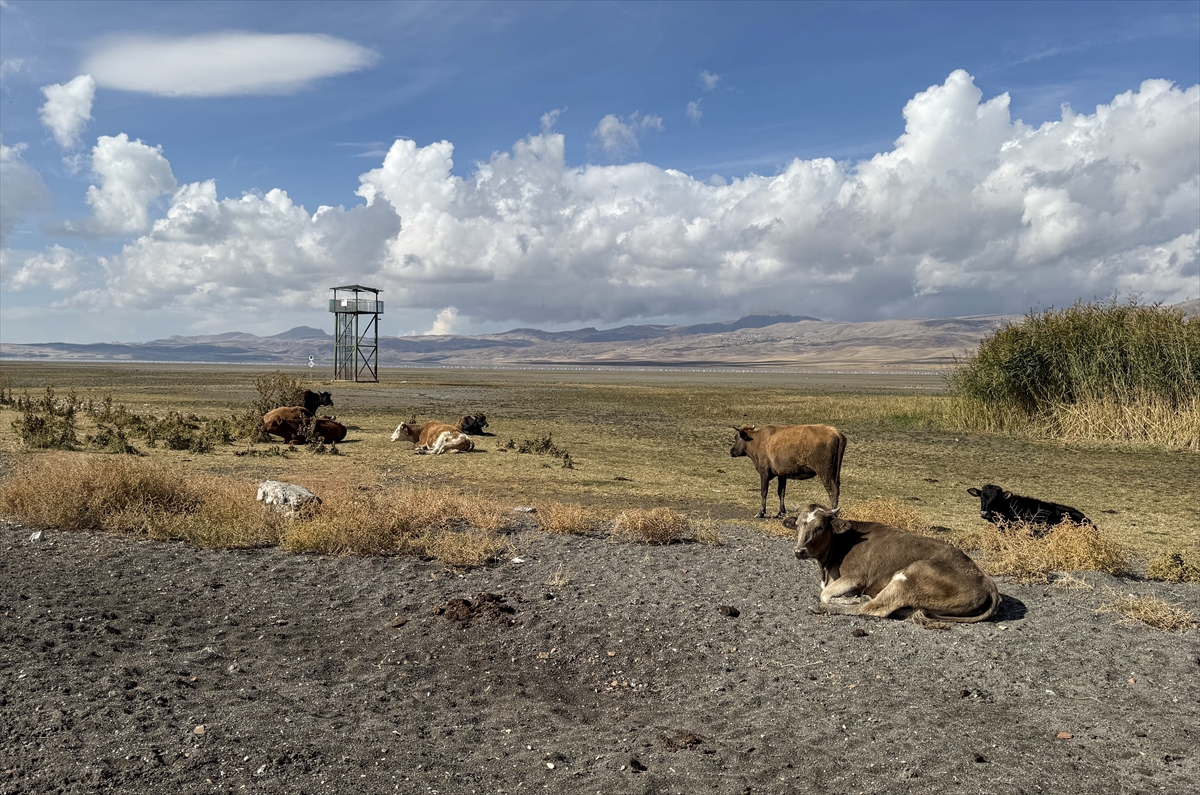 A A 20251024 39505405 39505402 V A N D A K I E R C E K G O L U 30 Y I L D A 6 K I L O M E T R E K A R E A L A N K A Y B E T T I