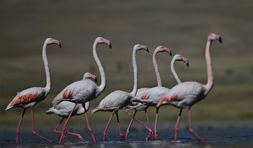 Erçek Gölü, flamingolara ev sahipliği yapıyor
