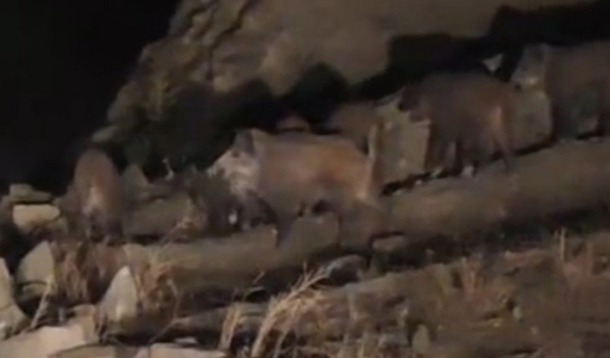 Domuz Sürüsü.jpg9