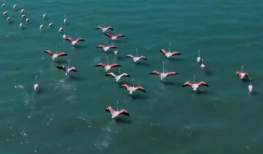 Flamingo Jandarma.jpg9