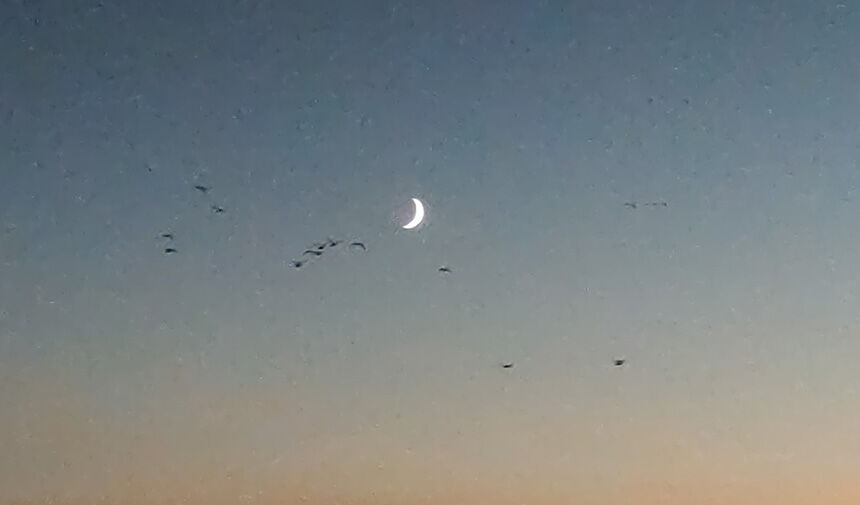 Van Gölünde Kuşlar