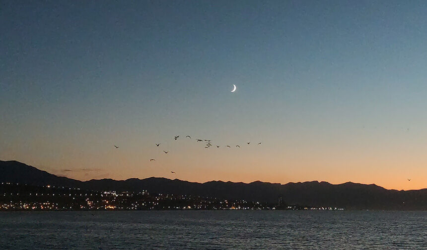 Van Gölünde Kuşlar.jpg3